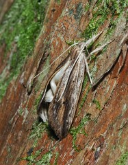 Donacostola notabilis