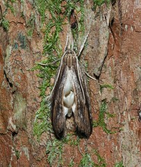 Donacostola notabilis