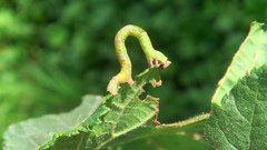 Biston betularia