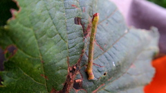 Biston betularia