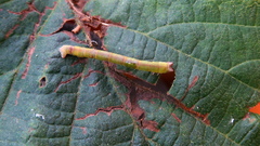 Biston betularia