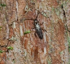 Tomocerinae