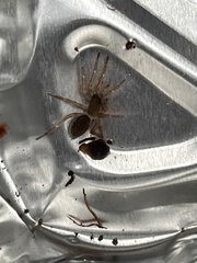 Scotophaeus blackwalli