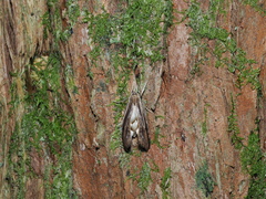 Tomocerinae