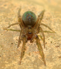 Phyxelididae