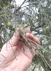 Exocarpos cupressiformis