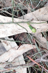 Exocarpos cupressiformis