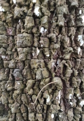 Exocarpos cupressiformis