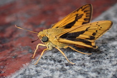 Taractrocerini