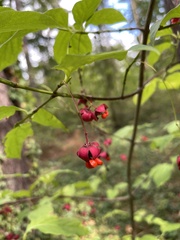 Euonymus latifolius