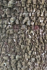 Exocarpos cupressiformis