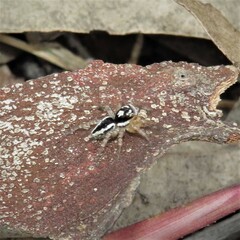 Salticidae