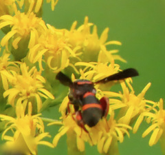 Leucospis