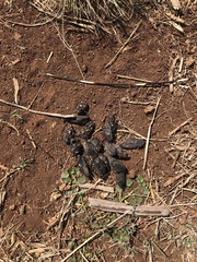 Hystrix africaeaustralis