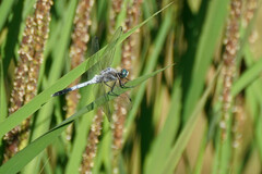 Orthetrum albistylum speciosum