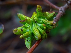 Andricus grossulariae