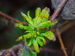Andricus grossulariae