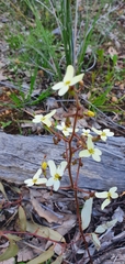 Stylidium hispidum