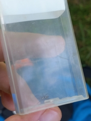 Salticus scenicus