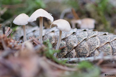 Mycena plumipes