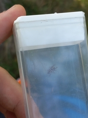 Salticus scenicus