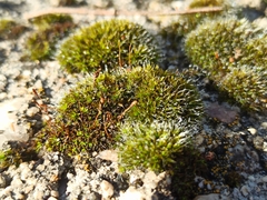 Grimmia pulvinata
