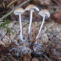 Mycena plumipes