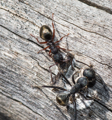 Dolichoderus scabridus