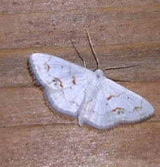 Scopula lautaria
