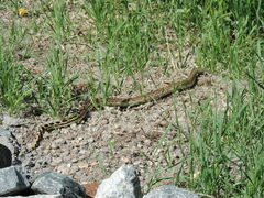 Pituophis catenifer sayi