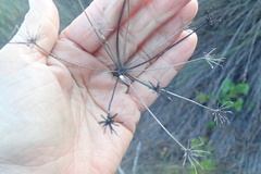 Lichtensteinia trifida
