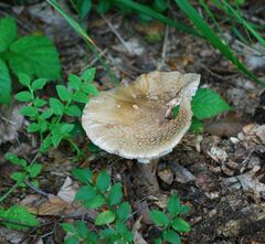 Amanita pantherina