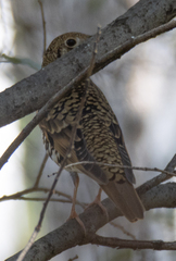 Zoothera aurea