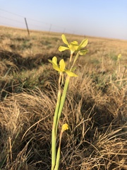 Moraea pallida