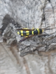 Leucospis dorsigera