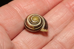 Cepaea hortensis