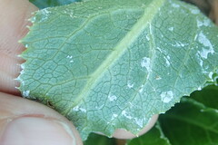 Lichtensteinia trifida