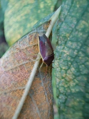 Piezodorus lituratus