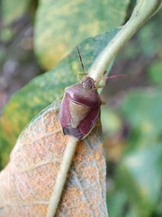 Piezodorus lituratus