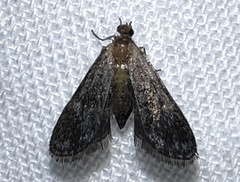 Elophila tinealis