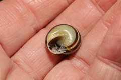 Cepaea hortensis