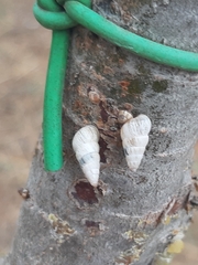 Cochlicella acuta