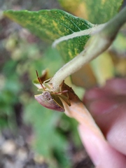 Piezodorus lituratus