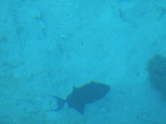 Odonus niger