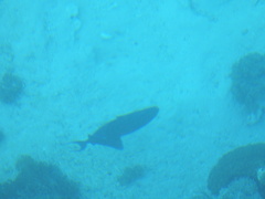 Odonus niger