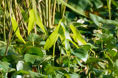 Sagittaria trifolia