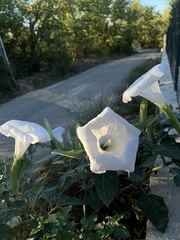 Datura wrightii