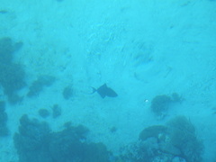 Odonus niger