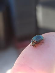 Chrysolina americana