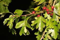 Crataegus monogyna